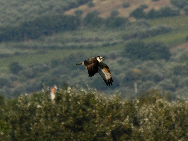 help id rapace