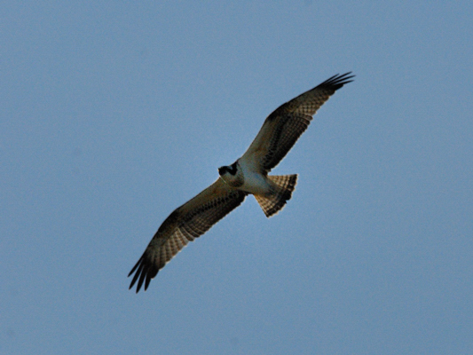 help id rapace