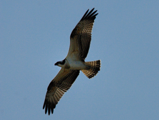 help id rapace