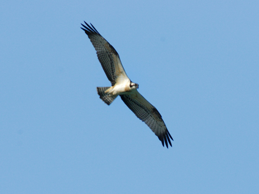 help id rapace
