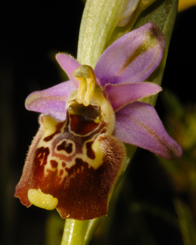Ophrys fuciflora e ...