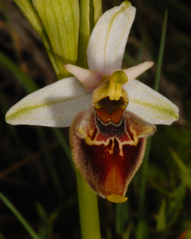 Ophrys fuciflora e ...