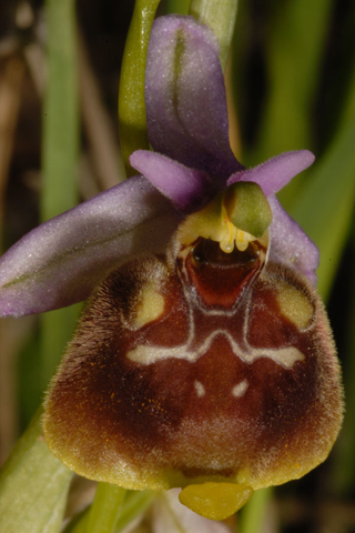 Ophrys fuciflora e ...