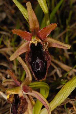 probabile ibrido bertolonii x sphegodes?