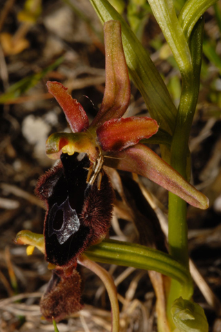 probabile ibrido bertolonii x sphegodes?