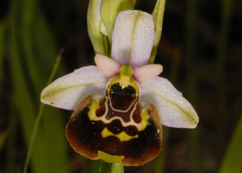 Ophrys fuciflora e ...