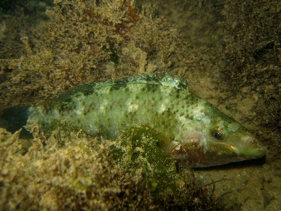 Symphodus tinca