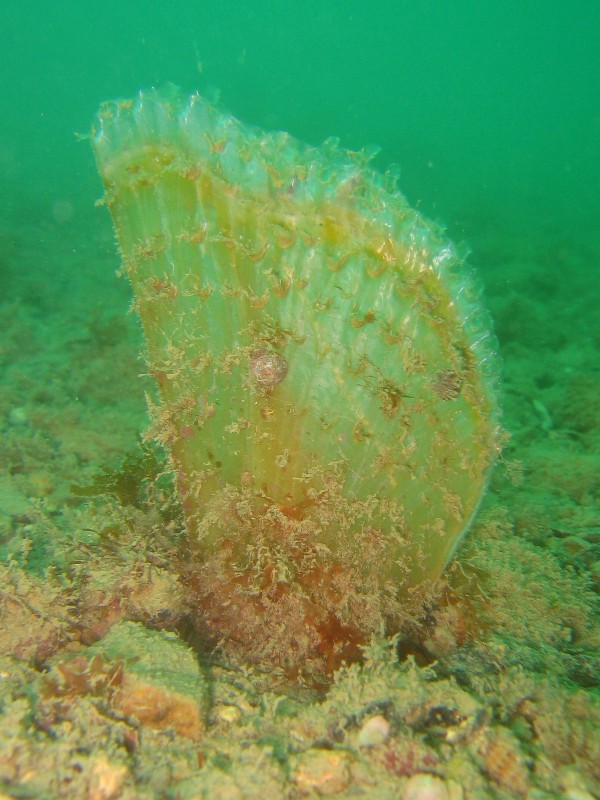 Pinna nobilis