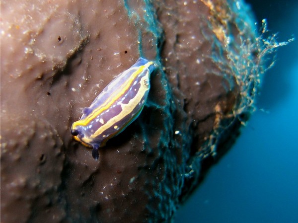 Hypselodoris tricolor