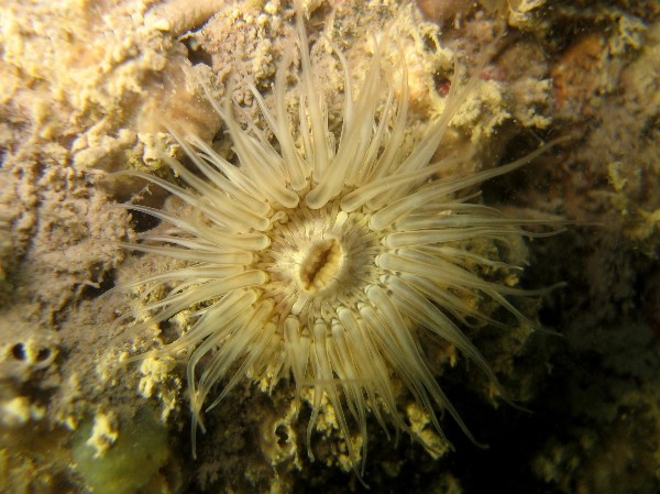 Sagartiogeton undatus