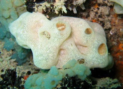Ascidia coloniale...Didemnidae