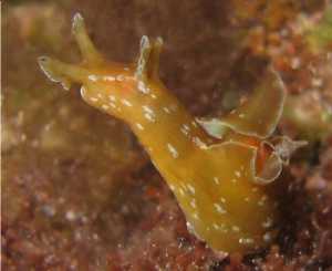 Aplysia punctata?