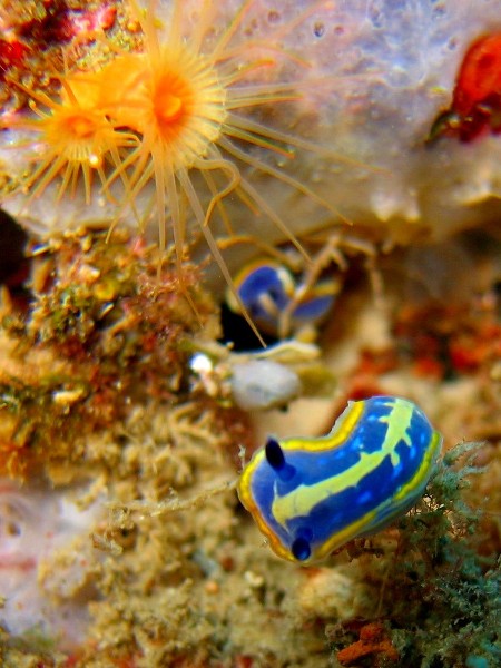 Hypselodoris tricolor