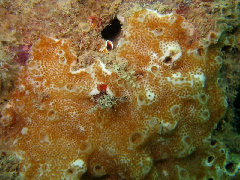 Polysyncraton lacazei