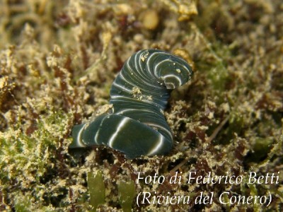 Notospermus geniculatus