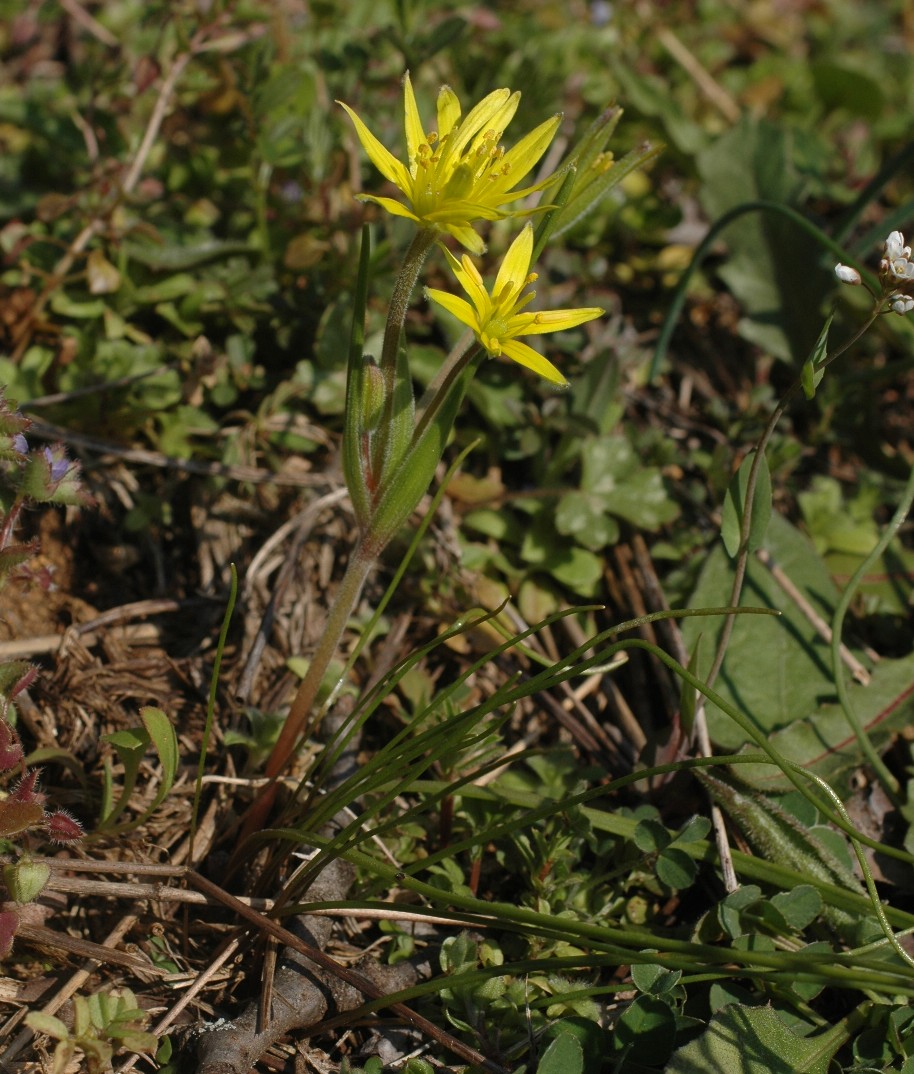 Gagea villosa / Cipollaccio dei campi