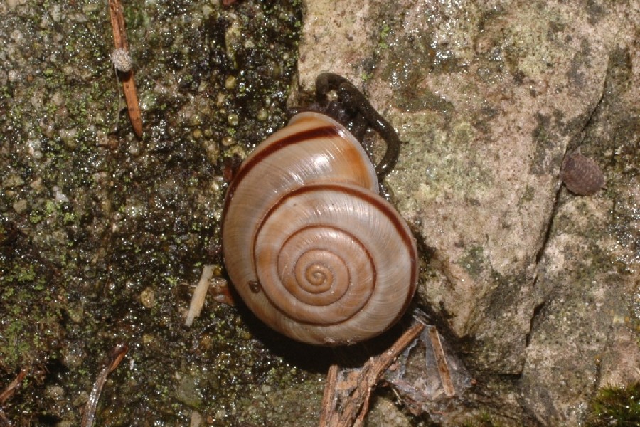 Chilostoma cingulatum anauniense (De Betta 1852)