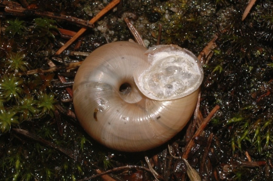 Chilostoma cingulatum anauniense (De Betta 1852)