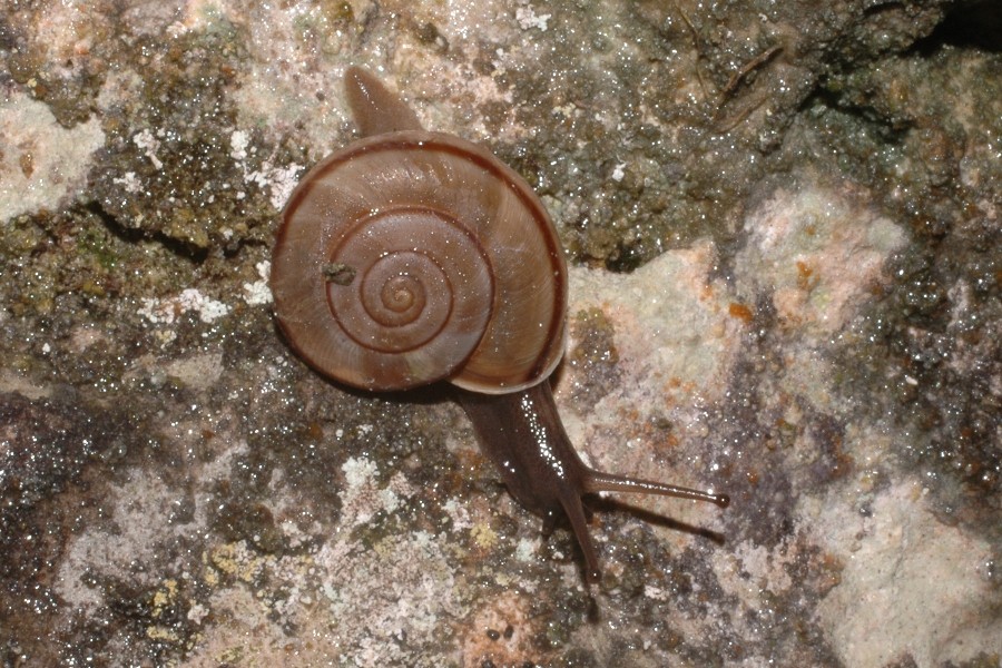 Chilostoma cingulatum anauniense (De Betta 1852)