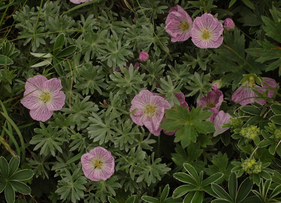 Geranium argenteum / Geraneo argenteo
