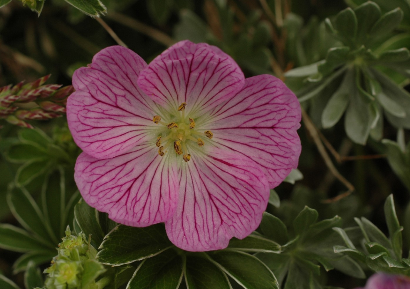 Geranium argenteum / Geraneo argenteo