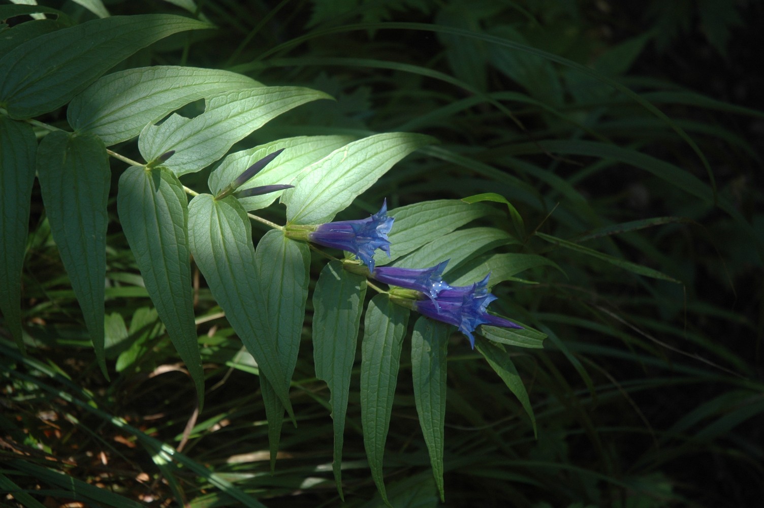 Gentiana asclepiadea / Genziana asclepiade