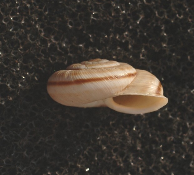 Chilostoma cingulatum asperulum (Ehrmann, 1910)