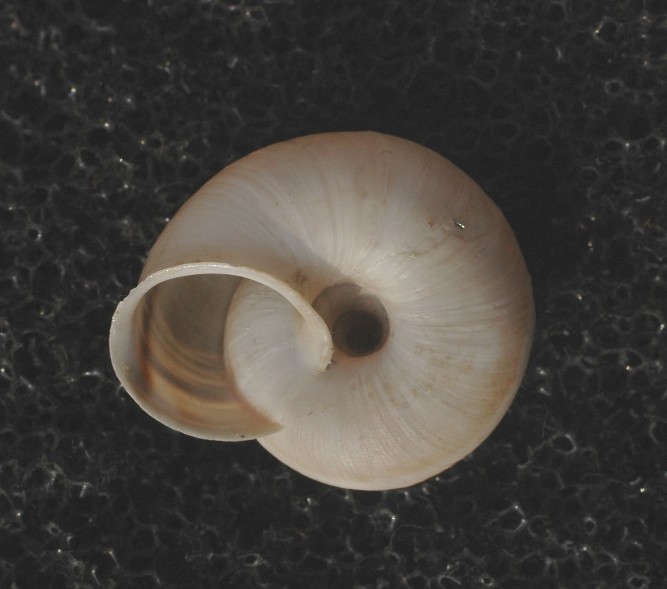 Chilostoma cingulatum asperulum (Ehrmann, 1910)