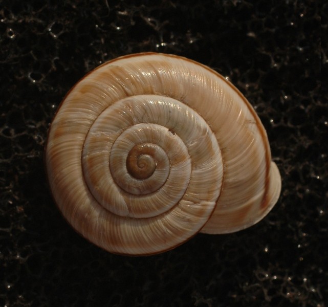 Chilostoma cingulatum asperulum (Ehrmann, 1910)