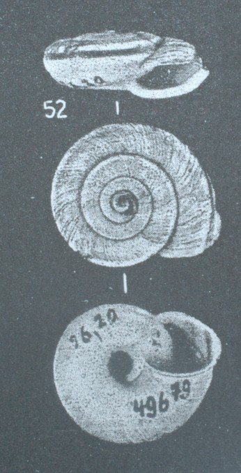 Chilostoma cingulatum asperulum (Ehrmann, 1910)
