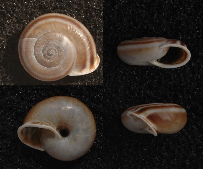 Chilostoma sp.