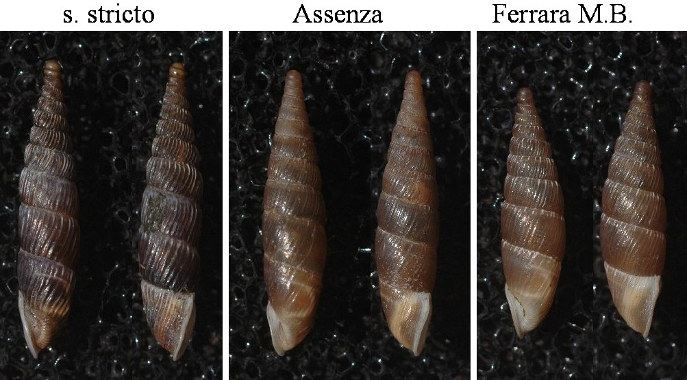 Charpentieria (Itala) itala baldensis (Charpentier, 1852)