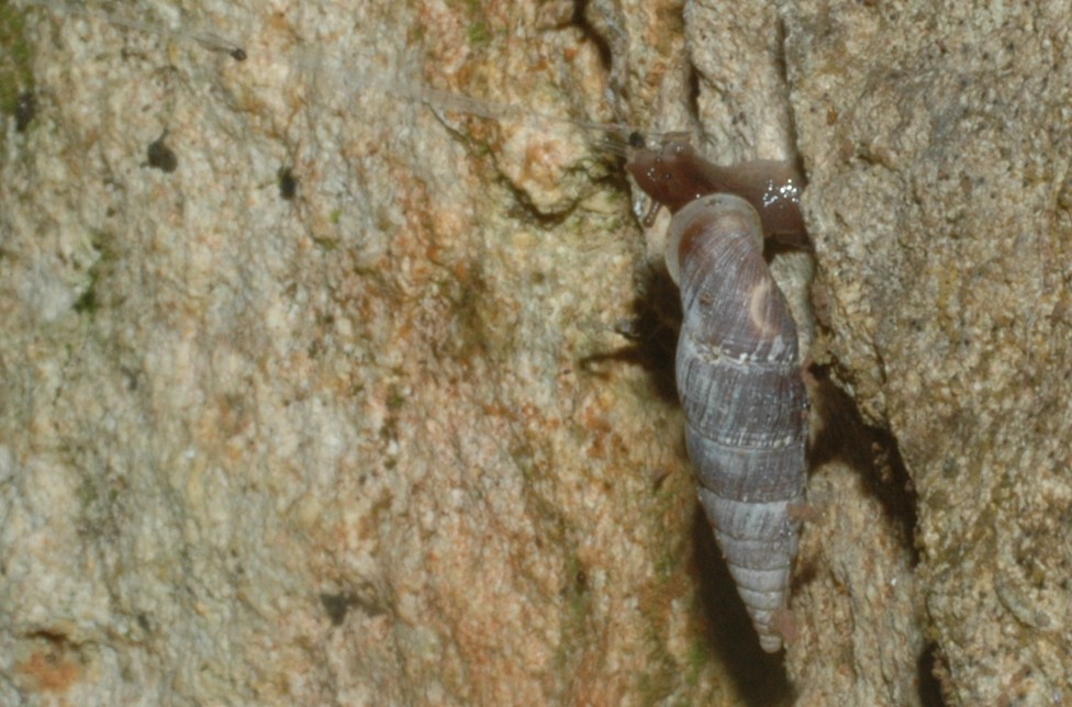 Charpentieria con propensione funambola