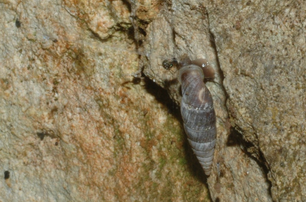 Charpentieria con propensione funambola