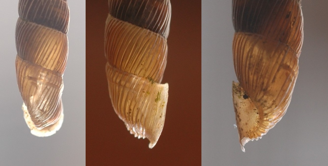 Charpentieria stenzii paroliniana(De Betta & Martinati,1855)