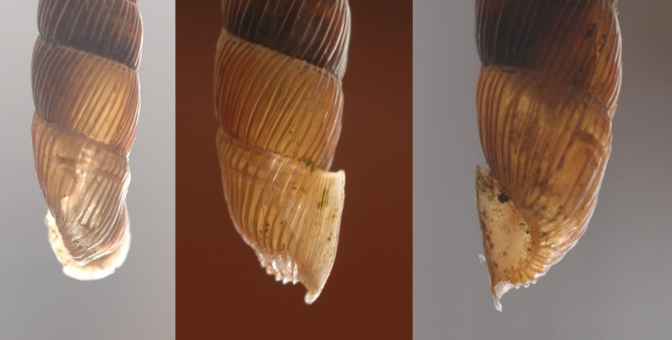 Charpentieria stenzii paroliniana(De Betta & Martinati,1855)