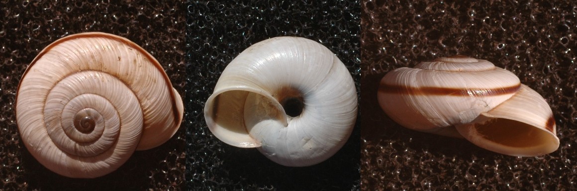 Chilostoma anomali dalla valle di Ledro