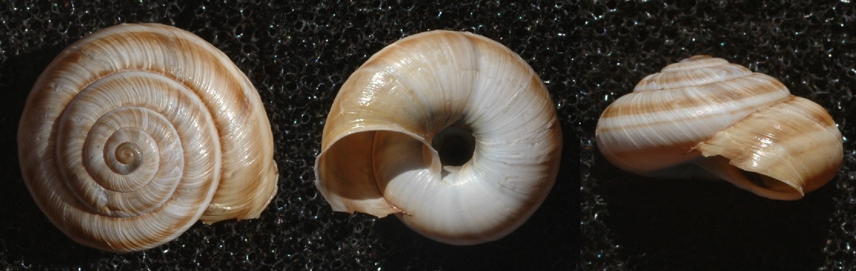 Chilostoma anomali dalla valle di Ledro