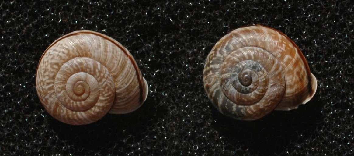 Chilostoma anomali dalla valle di Ledro