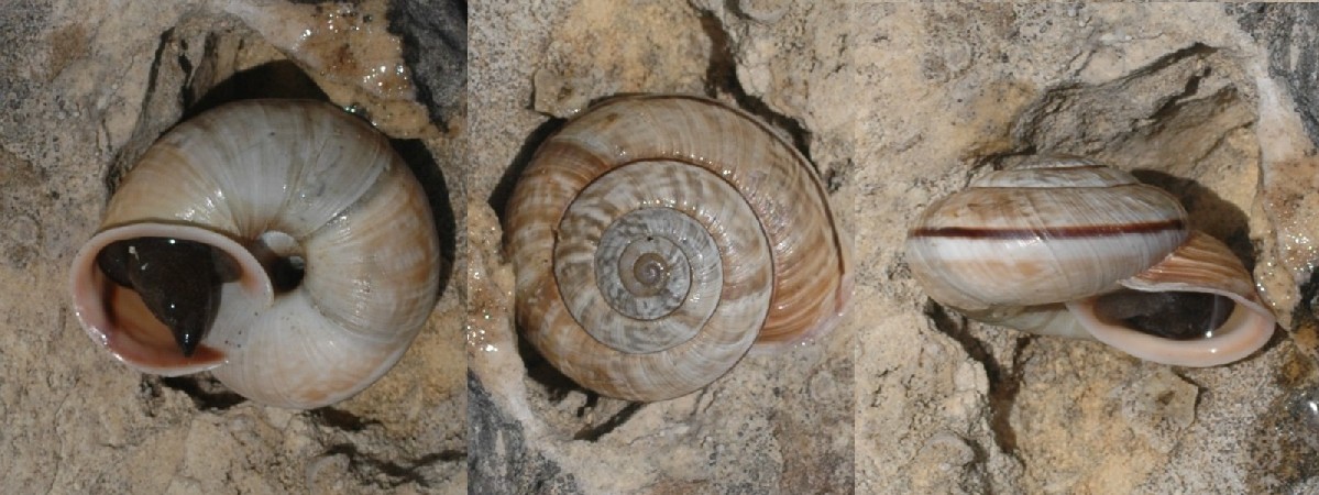 Chilostoma cingulatum baldense. 4. + eresie