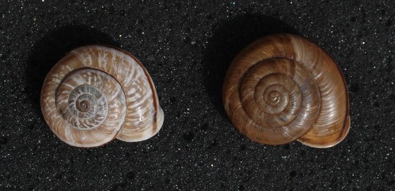 Chilostoma cingulatum colubrinum 