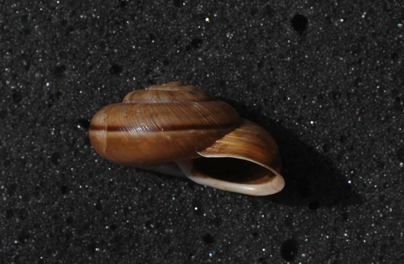 Chilostoma cingulatum colubrinum 