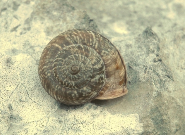 Chilostoma cingulatum colubrinum 