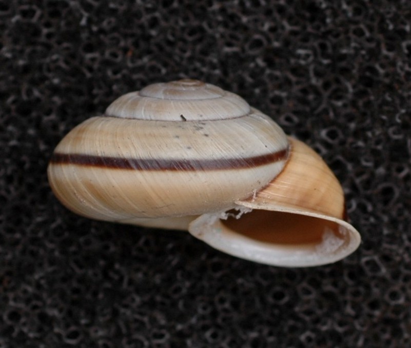 Chilostoma cingulatum baldense. 4. + eresie