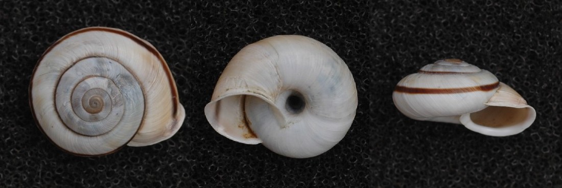 Chilostoma cingulatum baldense. 4. + eresie