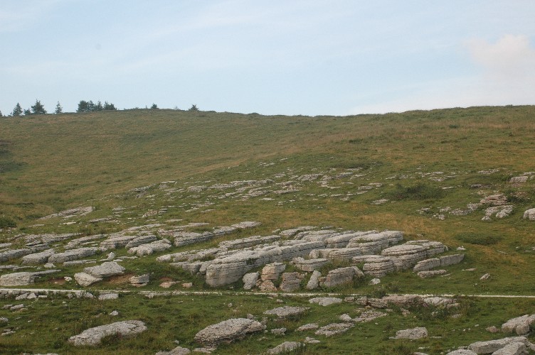 Alla ricerca di Chilostoma cingulatum frigidosum