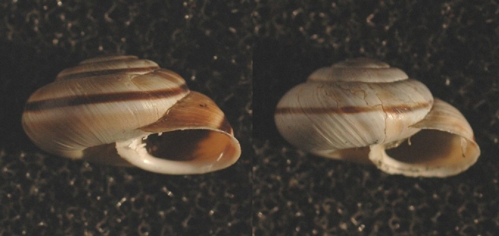 Alla ricerca di Chilostoma cingulatum frigidosum