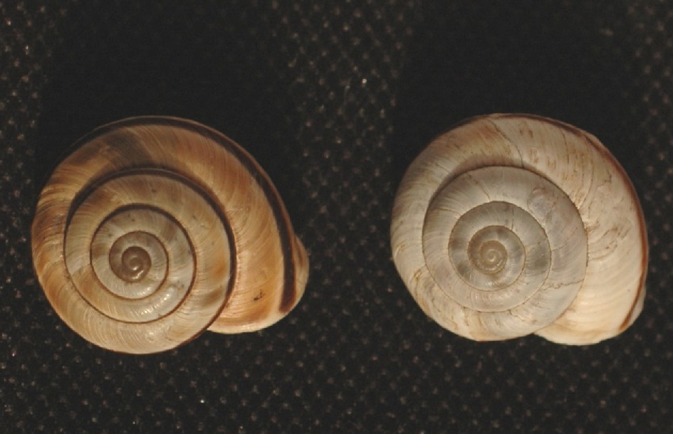 Alla ricerca di Chilostoma cingulatum frigidosum