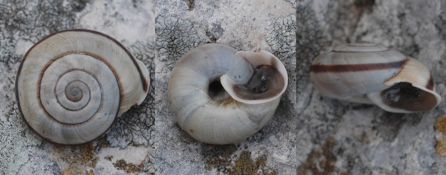 Alla ricerca di Chilostoma cingulatum frigidosum