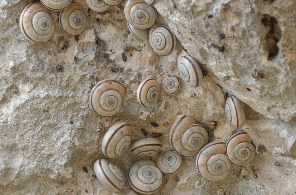 Alla ricerca di Chilostoma cingulatum frigidosum